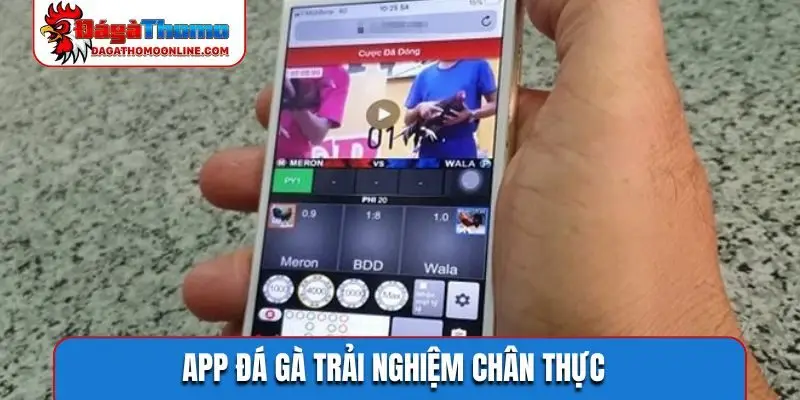 App đá gà trải nghiệm chân thực