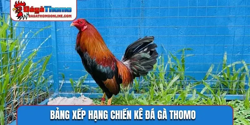 Bảng xếp hạng chiến kê Đá Gà Thomo
