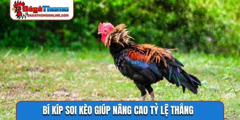 Bí kíp soi kèo giúp nâng cao tỷ lệ thắng