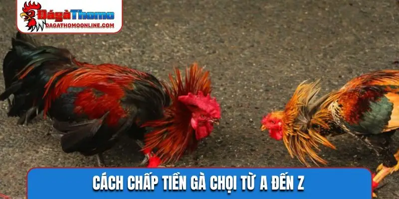 Cách chấp tiền gà chọi