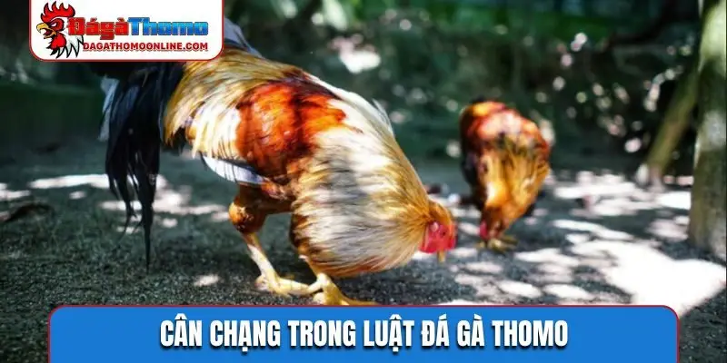 Cân chạng trong luật đá gà Thomo