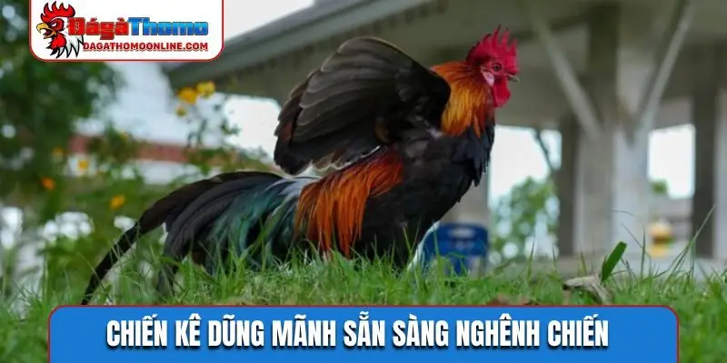 Chiến kê dũng mãnh sẵn sàng nghênh chiến