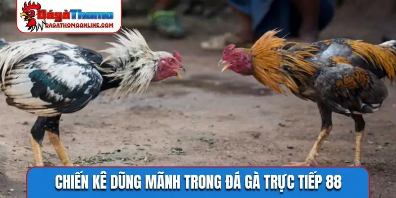 Chiến kê dũng mãnh trong đá gà trực tiếp 88
