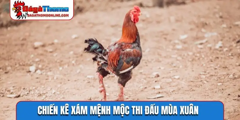 Chiến kê xám mệnh Mộc thi đấu mùa xuân