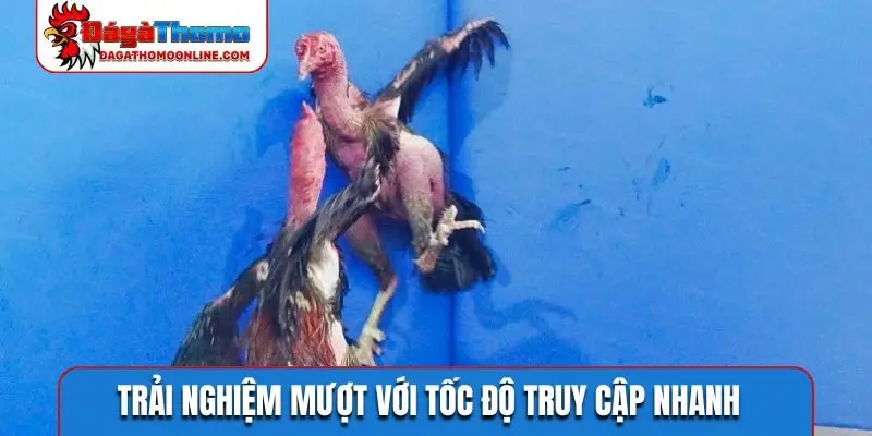 Cộng đồng đam mê chọi kê lớn mạnh