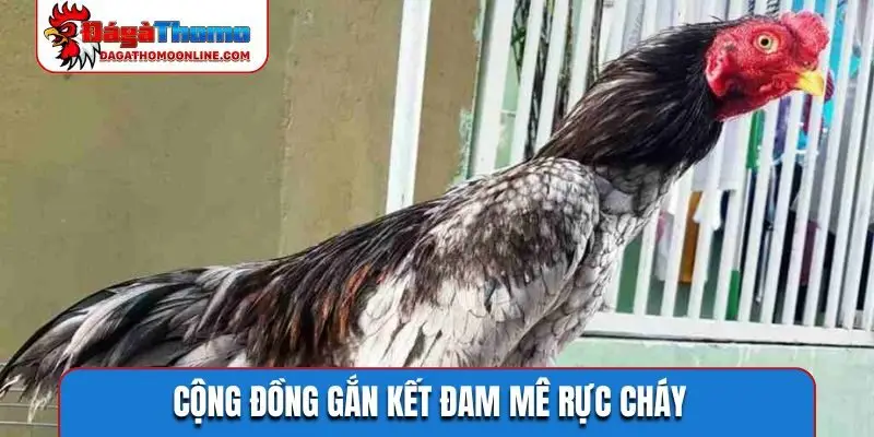 Cộng đồng gắn kết đam mê rực cháy