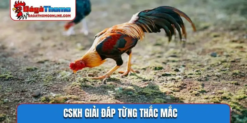 CSKH giải đáp từng thắc mắc