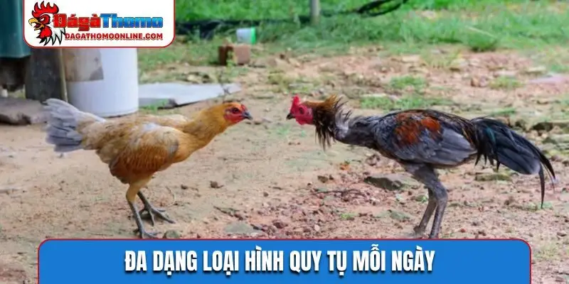 Đa dạng loại hình quy tụ mỗi ngày