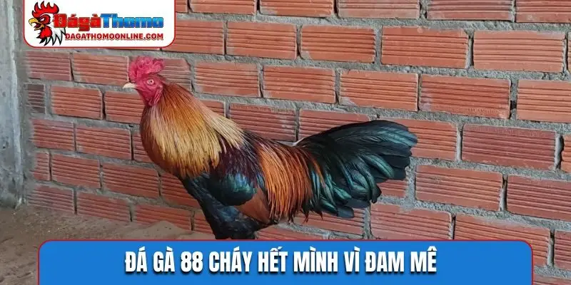 Đá gà 88 cháy hết mình vì đam mê