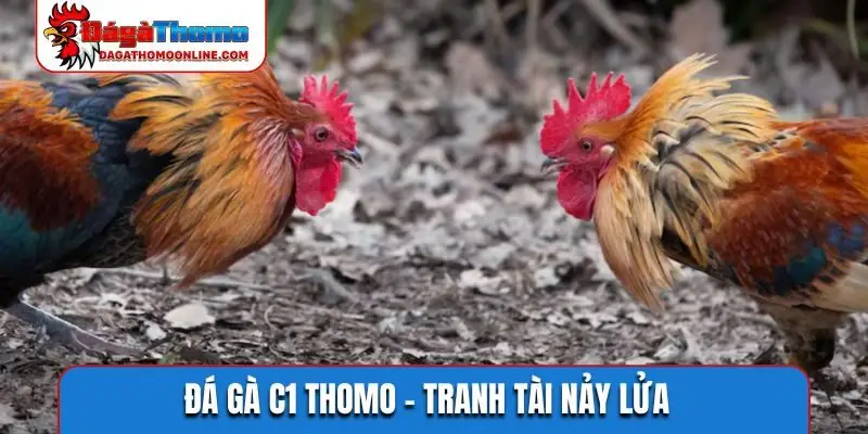 Đá gà C1 Thomo