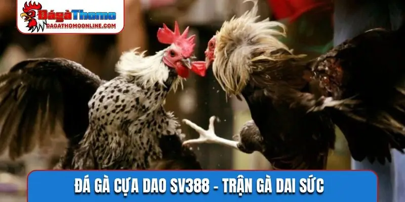 Đá gà cựa dao SV388