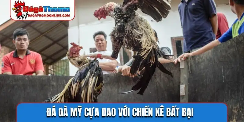 Đá gà Mỹ cựa dao với chiến kê bất bại