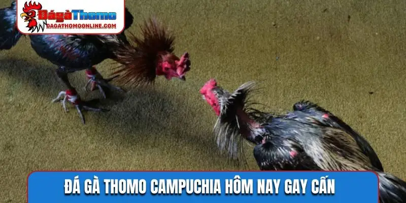 Đá gà Thomo Campuchia hôm nay