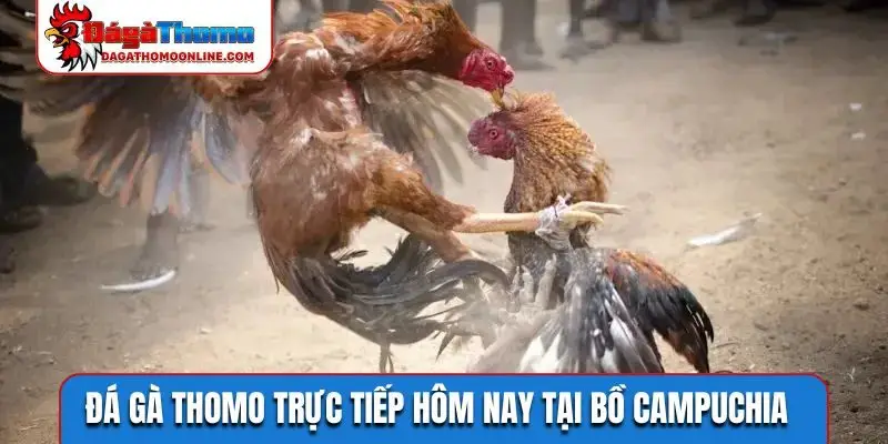 Đá gà Thomo trực tiếp hôm nay