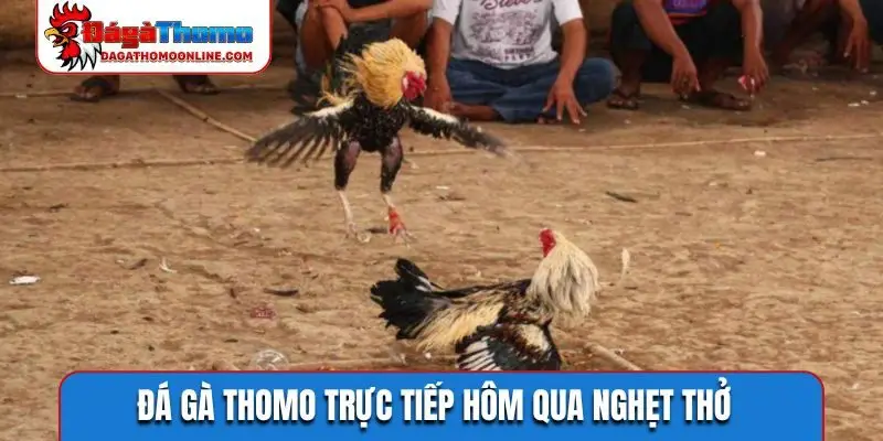 Đá gà Thomo trực tiếp hôm qua nghẹt thở