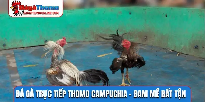 Đá gà trực tiếp Thomo Campuchia
