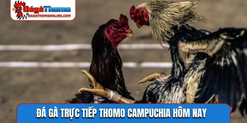 Đá gà trực tiếp Thomo Campuchia hôm nay