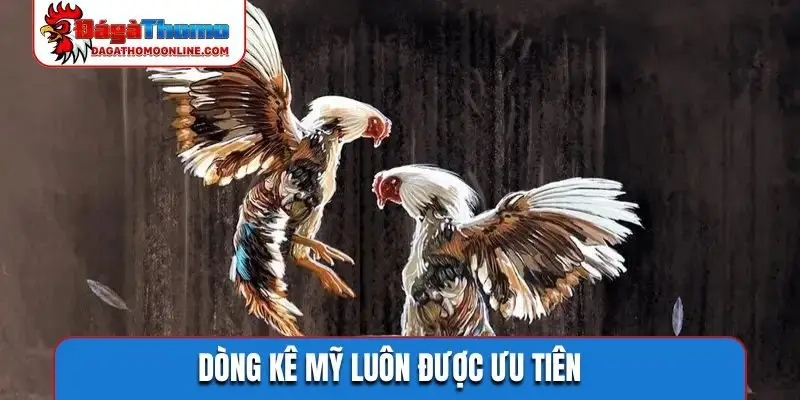 Dòng kê Mỹ luôn được ưu tiên