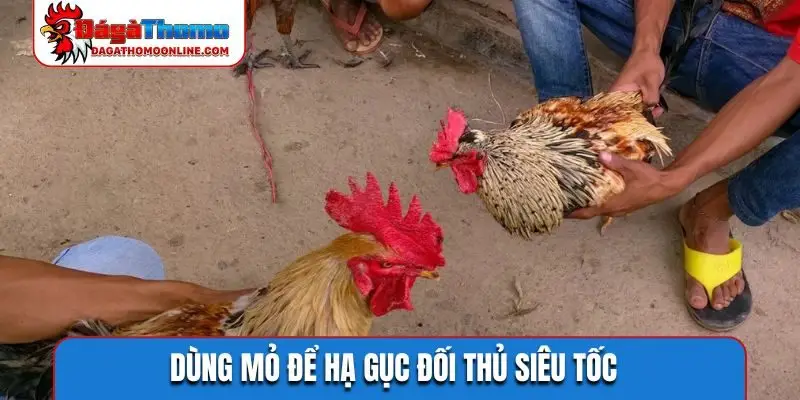 Dùng mỏ để hạ gục đối thủ siêu tốc