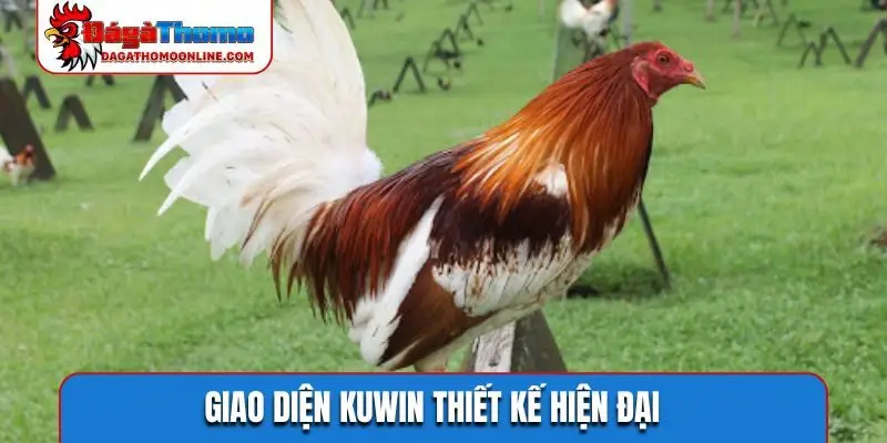 Giao diện KUWIN thiết kế hiện đại