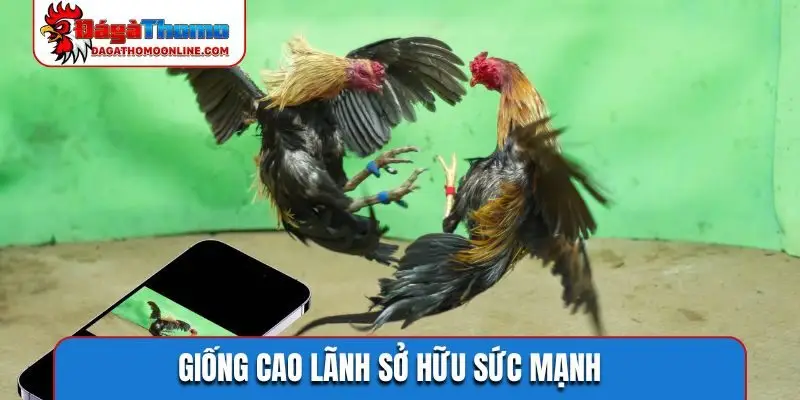 Giống Cao Lãnh sở hữu sức mạnh