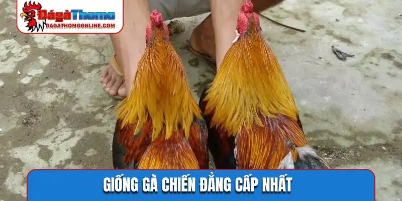 Giống gà chiến đẳng cấp nhất