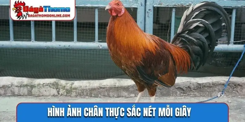 Hình ảnh chân thực sắc nét mỗi giây