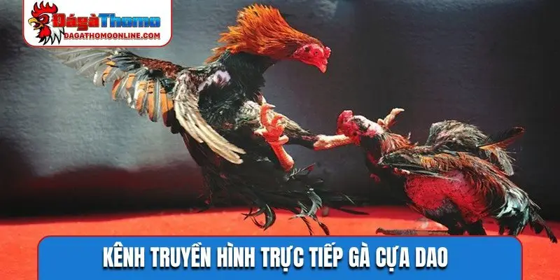 Kênh truyền hình trực tiếp gà cựa dao