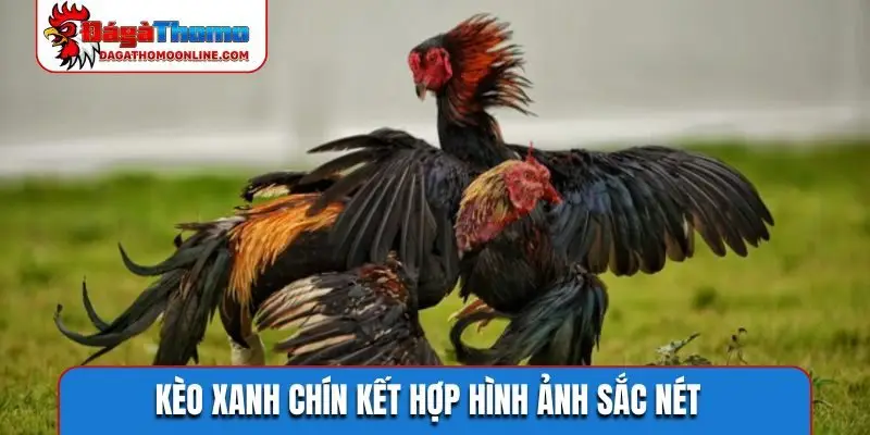 Kèo xanh chín kết hợp hình ảnh sắc nét