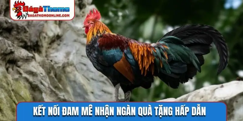 Kết nối đam mê nhận ngàn quà tặng hấp dẫn