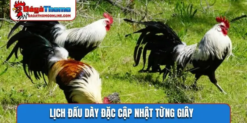 Lịch đấu dày đặc cập nhật từng giây