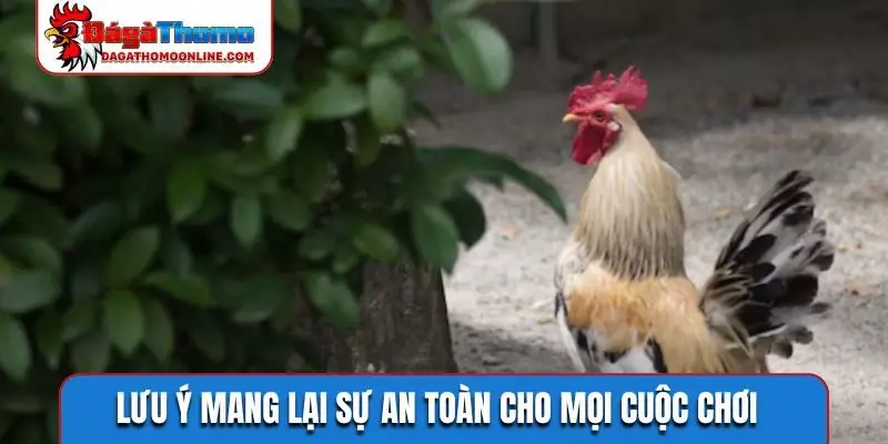 Lưu ý mang lại sự an toàn cho mọi cuộc chơi