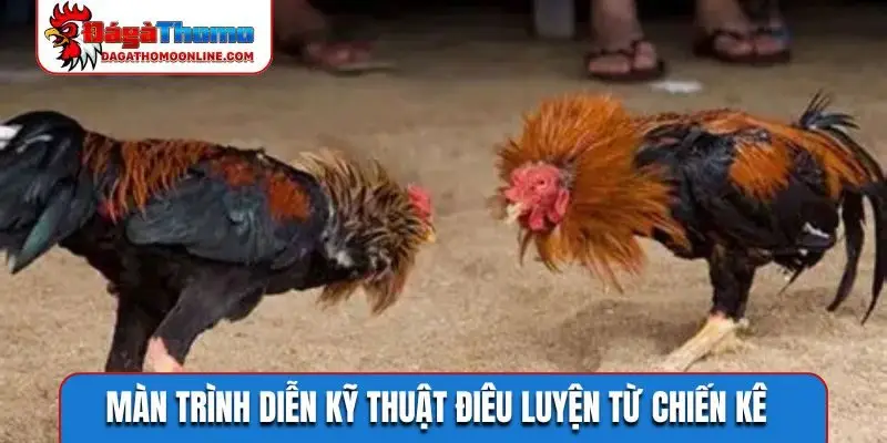 Màn trình diễn kỹ thuật điêu luyện từ chiến kê