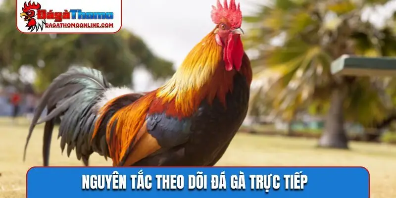 Nguyên tắc theo dõi đá gà trực tiếp