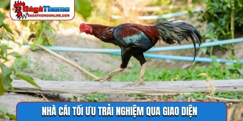 Nhà cái tối ưu trải nghiệm qua giao diện