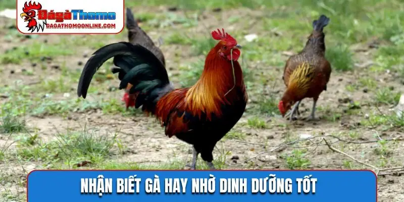 Nhận biết gà hay nhờ dinh dưỡng tốt