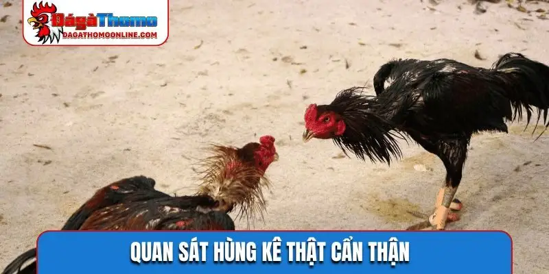 Quan sát hùng kê thật cẩn thận
