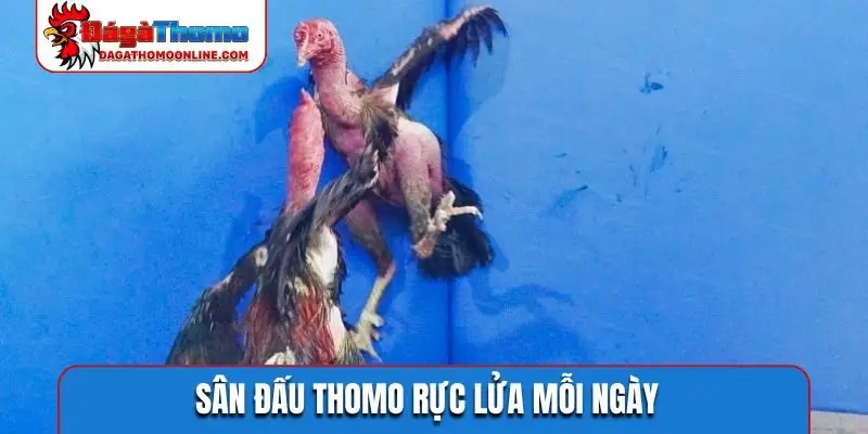 Sân đấu Thomo rực lửa mỗi ngày