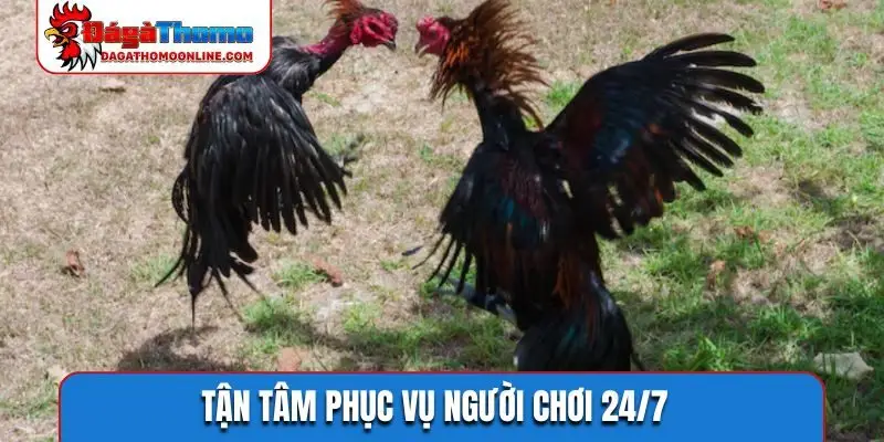Tận tâm phục vụ người chơi 24/7