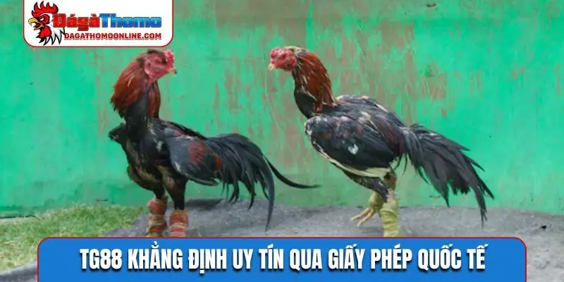 TG88 khẳng định uy tín qua giấy phép quốc tế