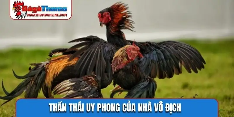 Thần thái uy phong của nhà vô địch
