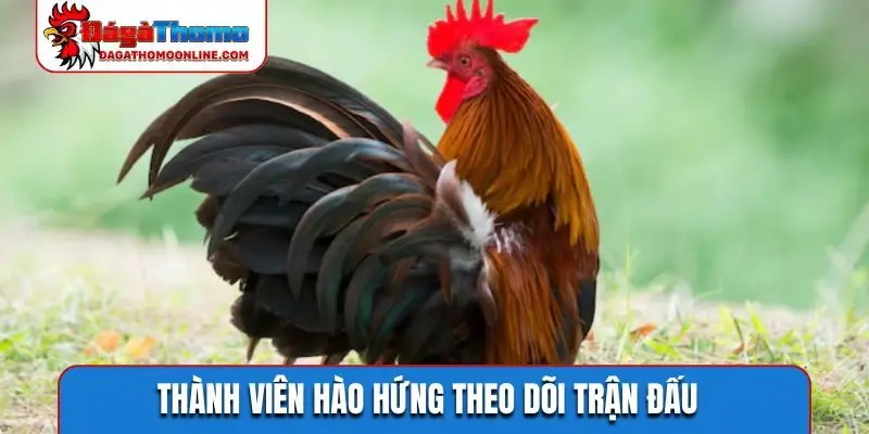 Thành viên hào hứng theo dõi trận cầu