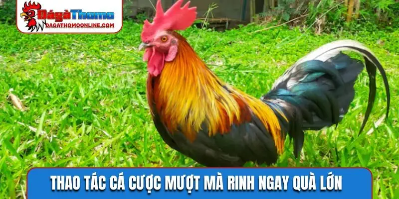 Thao tác cá cược mượt mà rinh ngay quà lớn