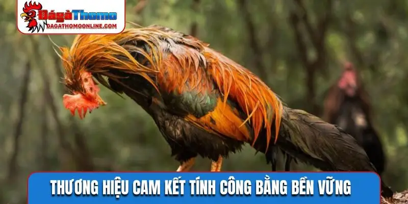 Thương hiệu cam kết tính công bằng bền vững