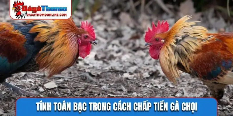 Tính toán bạc trong cách chấp tiền gà chọi