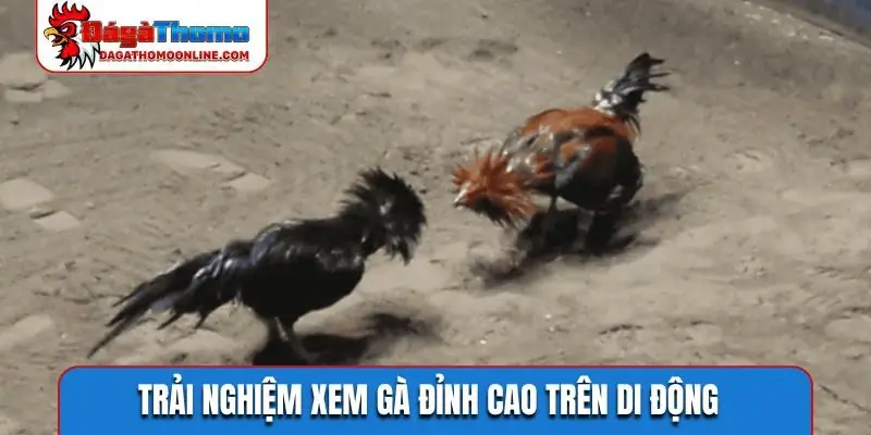 Trải nghiệm xem gà đỉnh cao trên di động