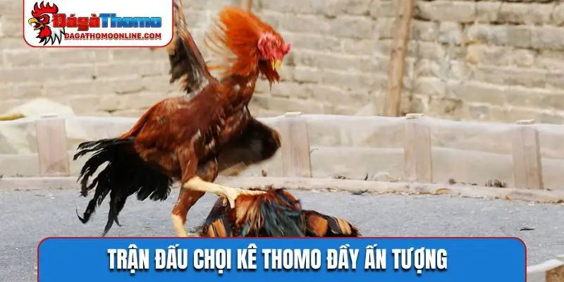Trận đấu chọi kê Thomo đầy ấn tượng