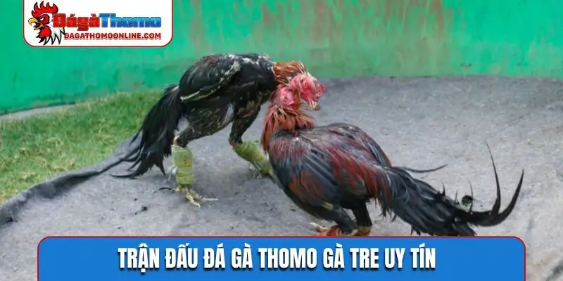 Trận đấu đá gà Thomo gà tre uy tín
