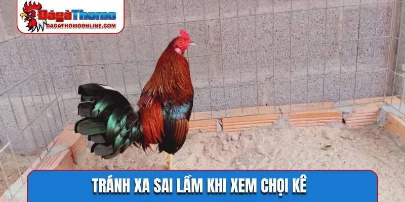 Tránh xa sai lầm khi xem chọi kê