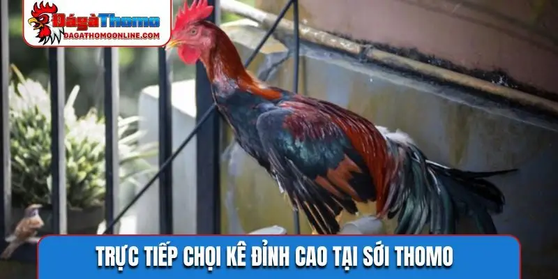 Trực tiếp chọi kê đỉnh cao tại sới Thomo